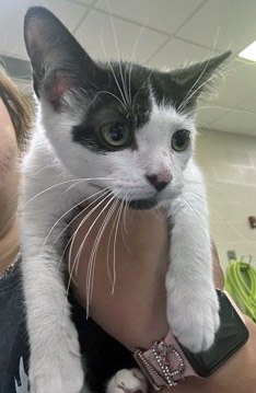 View Mr. Clean the Cat Photo #3