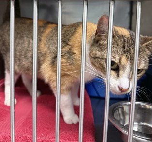 View Codex (at Smitten Kitten) the Cat Photo #2