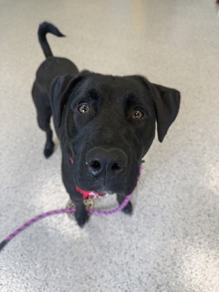 View Lenora the Dog Photo #1