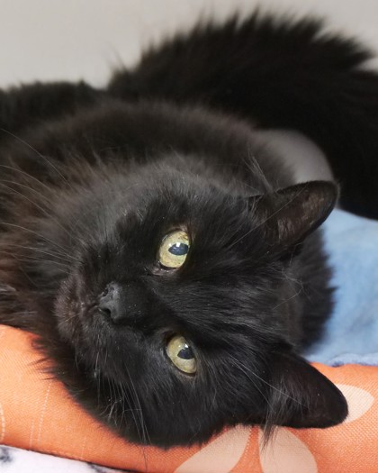 Learn More About Aurora (in Foster)