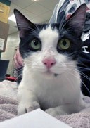 View Millie Bobby Brown the Cat Photo #3