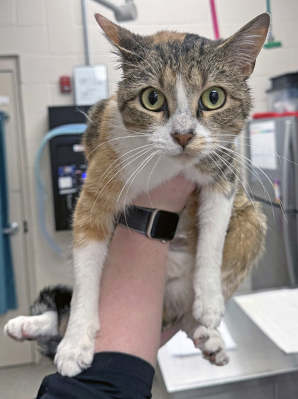 View Codex (at Smitten Kitten) the Cat Photo #1