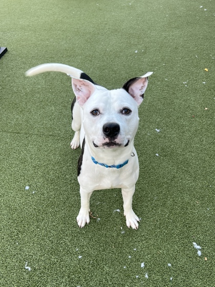 View Moose the Dog Photo #1