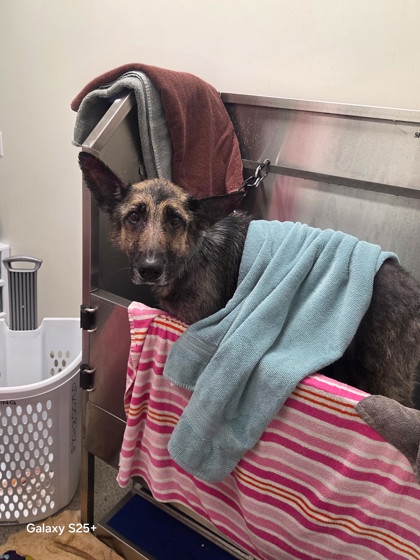 View Raven (bonded To Starfire) the Dog Photo #2