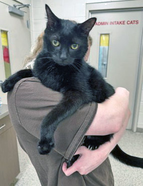 View Kevin the Cat Photo #2