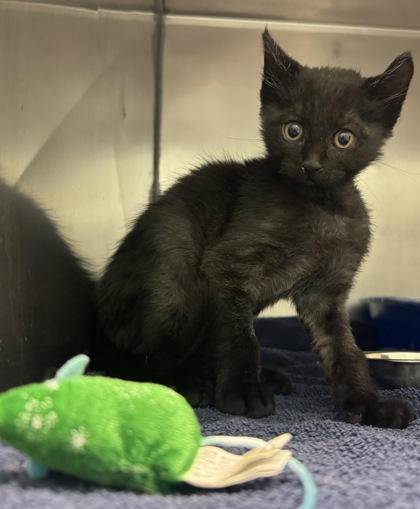 Learn More About Astro