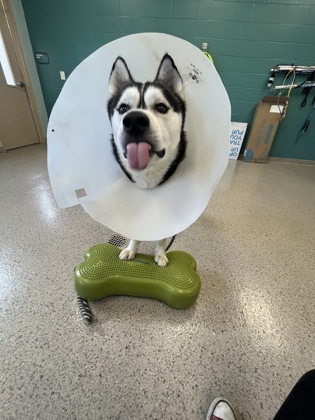 View Oreo(in Foster) the Dog Photo #1