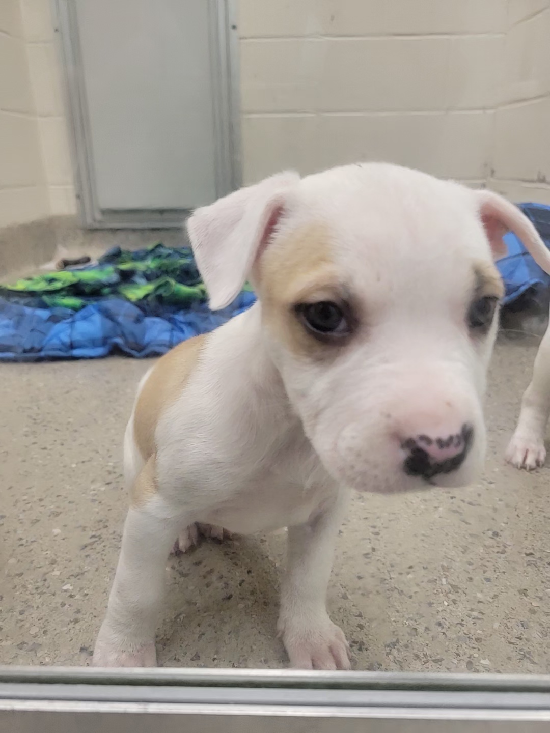 View Found Dog Photo #1