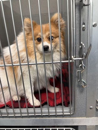 View Cookie Butter the Dog Photo #1