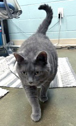 View Hootie (in Foster) the Cat Photo #2