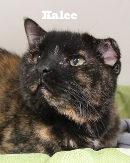 View Kacey (bonded With Kalee) the Cat Photo #2