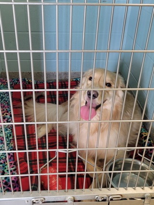 Help Rehome This Dog Dog