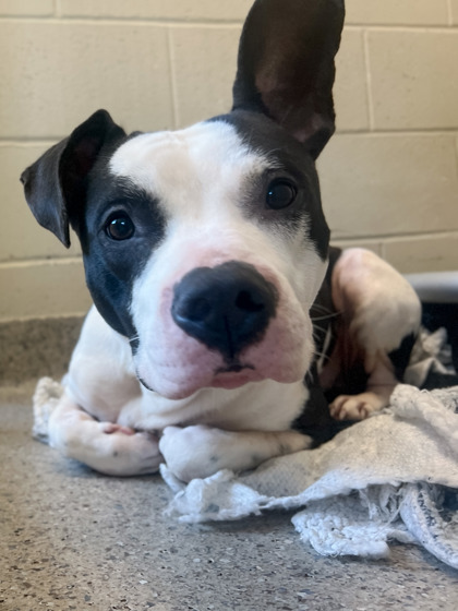 View Hop the Dog Photo #1