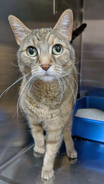 Learn More About Charlie (in Foster)