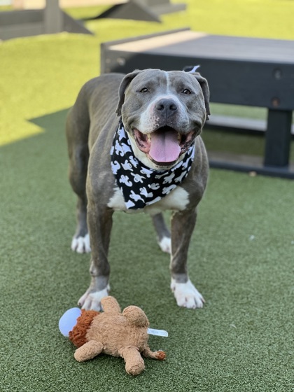 Learn More About Deuce Photo of Deuce