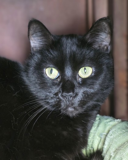 Learn More About Cayenne