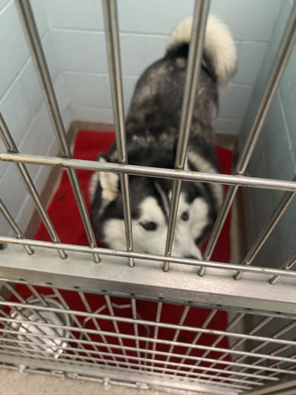 View Rey the Dog Photo #1