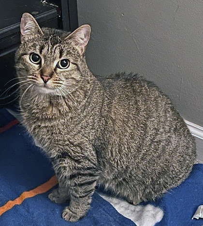 Learn More About May (in Foster) Photo of May (in foster)