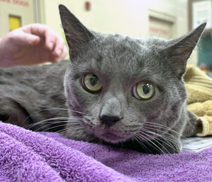 View Leo the Cat Photo #2