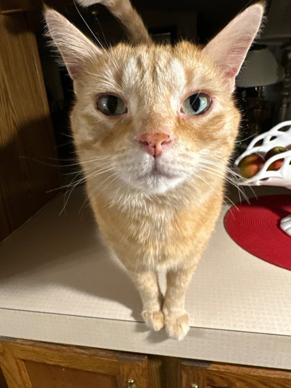 View Lost Cat Photo #1