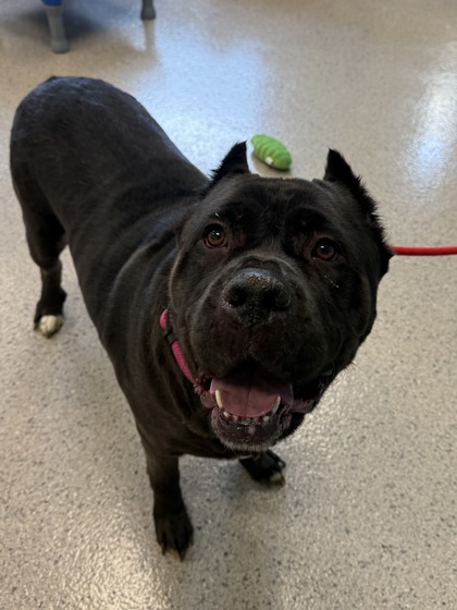 Photo of Delilah