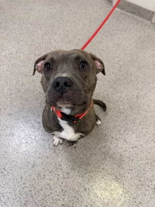 View Banana Pancake the Dog Photo #1