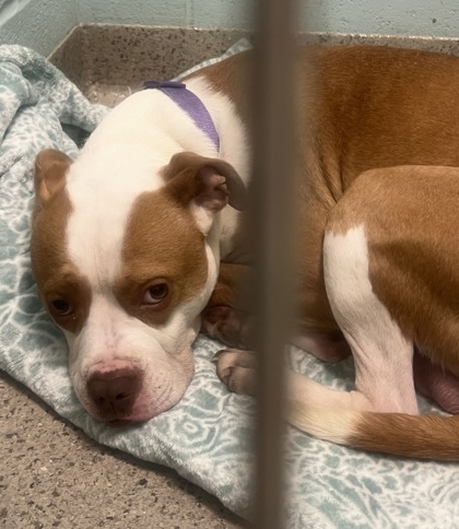 Help Rehome This Dog Dog