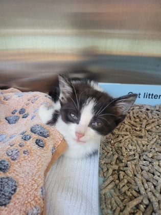 Help Rehome This Cat Cat