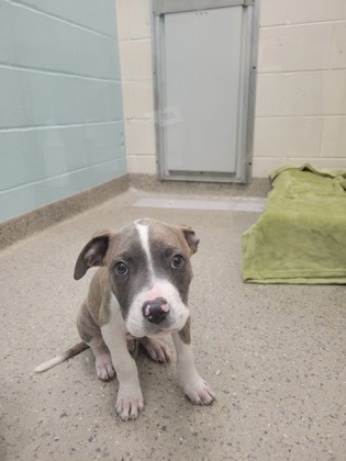 APPLE - Pit Bull Terrier / Mix available for adoption