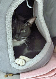 View Miguel the Cat Photo #2