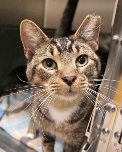 View Dionysus the Cat Photo #2