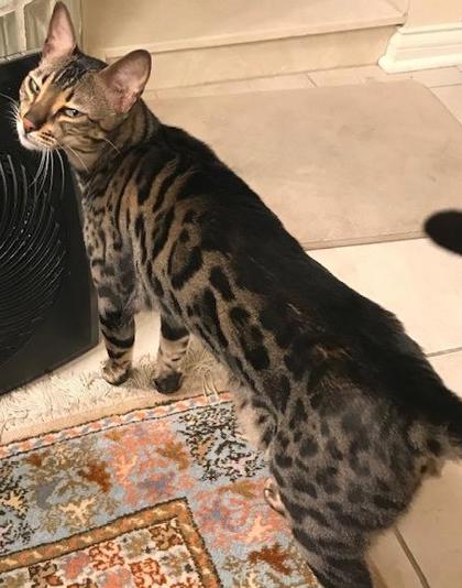 View Lost Cat Photo #1