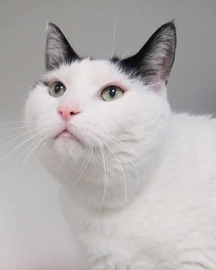 Learn More About Artemis Photo of Artemis