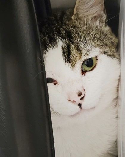 Help Rehome This Cat Cat