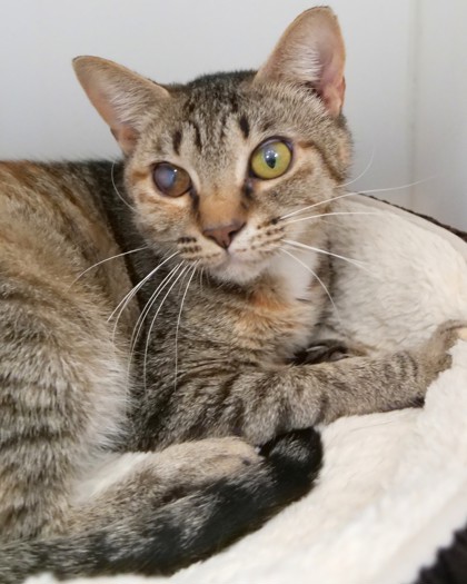 Photo of Pimento
