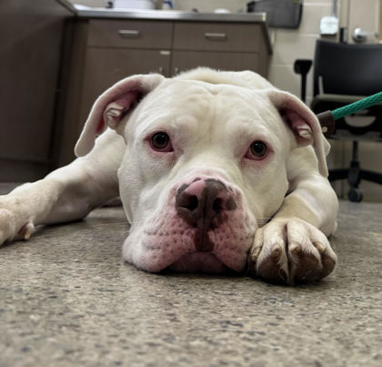 BEAR (BONDED TO TYSON) - Pit Bull Terrier / Mix available for adoption