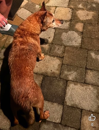 Have You Seen Ripley? Dog