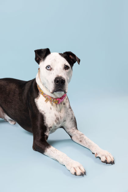 KODA BLUE - American Staffordshire Terrier / Catahoula Leopard dog available for adoption