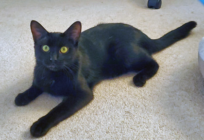 View Owl (in Foster) the Cat Photo #1