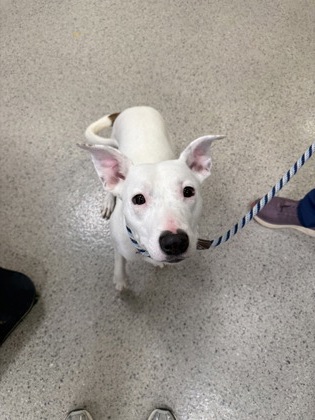 View Ruby Diamond the Dog Photo #2