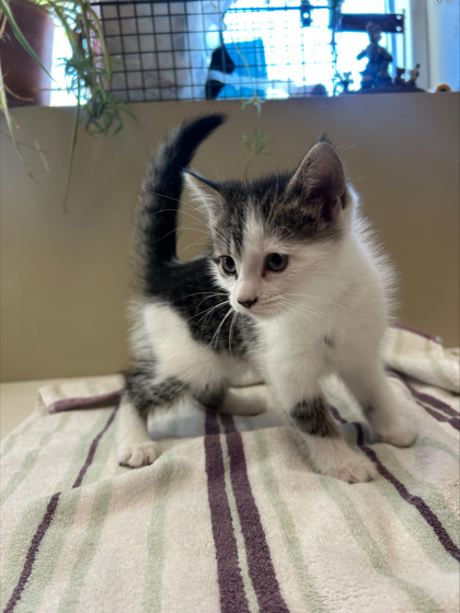 Photo of Adora