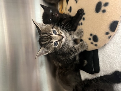Help Rehome This Cat Cat