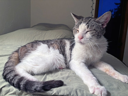 View Sir Randall (In Foster) the Cat Photo #1