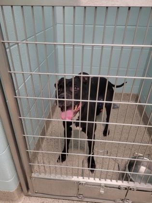 View Sheridan the Dog Photo #1