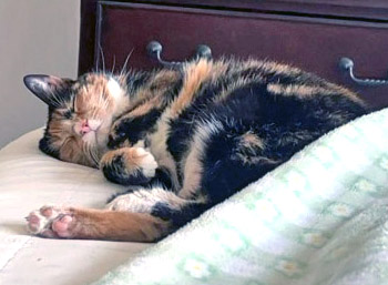 View Bentley (in Foster) the Cat Photo #2
