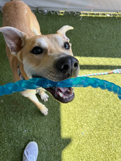 View Auggie the Dog Photo #2