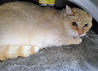 View Care Bear the Cat Photo #2