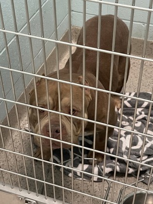 View Nikki the Dog Photo #1