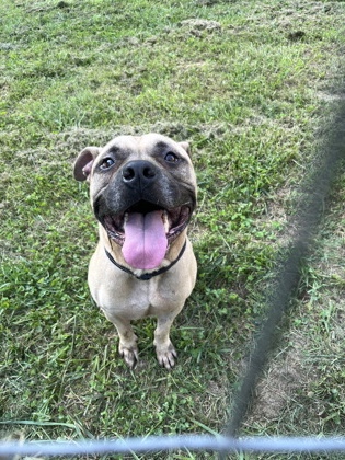 Photo of Blastoise (in foster)
