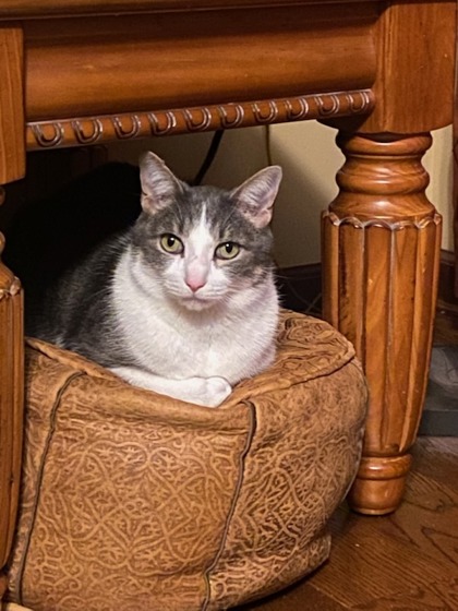 Have You Seen Weasel? Cat